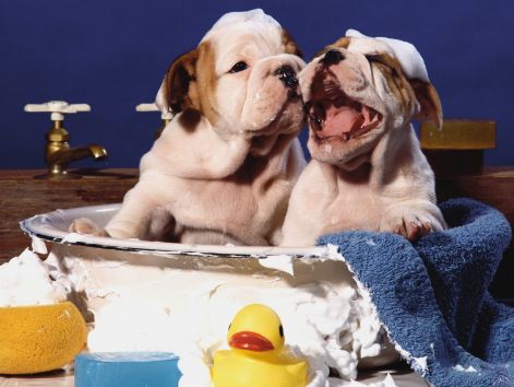 039pet-animal-dog.jpg