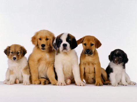 1600dog_3007.jpg