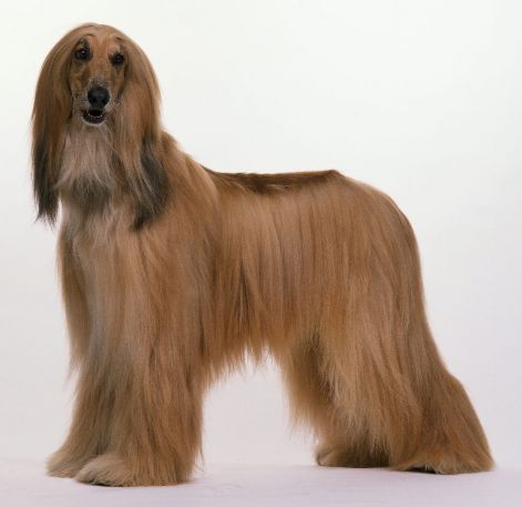 afghanhoundbreed.jpg